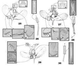 Figures 25–30. Male genitalia of Eucalantica. 25–26 Eucalantica powelli sp. n. (holotype) 27–28 Eucalantica vaquero sp. n. (holotype) 29–30 Eucalantica pumila sp. n. (holotype). 26, 28, 30 aedeagus. See figures 17–24 for close-up boxes.