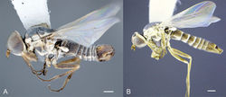 Figure 8. Heteromphrale cyanops (Edwards): A male, lateral view 579941 B female, lateral view morphbank 579934. Scale line = 0.25 mm.