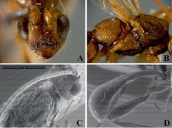 Figure 5. Notiospathius sulcatus sp. n.: A head, frontal view B mesosoma, lateral view C mesoscutum and head, dorsal view D metasoma, lateral view.