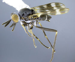 Figure 15. Acupalpa minutoides sp. n., male, lateral view [581506]. Body length = 3.5 mm.