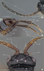 Figures 3–5. Decevania feitosai sp. n. Holotype, female. 3 right antenna in dorsal view 4 hind legs in lateral view 5 head in dorsal view. For terminology see the list in Material and methods. Scale in the figures.