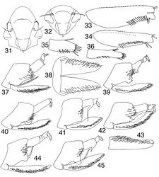 Figures 31–45. Tungurahualini 31–32 head, anteroventral view 31 Tungurahuala acuminata 32 Ilyapa viridis 33–34 prothoracic femur, anterior view 33 Tungurahuala acuminata 34 Ilyapa viridis 35–36 hind tarsomere I, ventral view 35 Tungurahuala acuminata 36 Ilyapa viridis 37 Tungurahuala acuminata, genital capsule, lateral view 38 same, valve and subgenital plates, ventral view 39 Ilyapa bifida, genital capsule, lateral view 40 same, Ilyapa loca 41 same, Ilyapa longispina 42 same, Ilyapa ochrescens 43 Ilyapa ochrescens, left subgenital plate, ventral view 44 Ilyapa recurvata, genital capsule, lateral view 45 same, Ilyapa viridis.