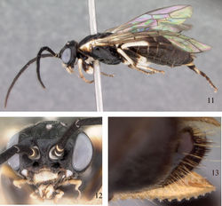 Figures 11–13. Nematus soidaoi, holotype 11 Lateral view 12 Head, front view 13 Sheath and lancet.