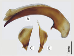 Figure 22. Male aedeagus of Platysmodes gambeyi A right lateral view B right paramere C left paramere.