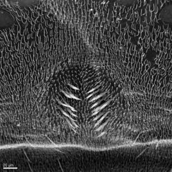 Figure 1. Heteromphrale chilensis (Kröber): Scanning electron micrograph of tergite 2 sensory setal patch.