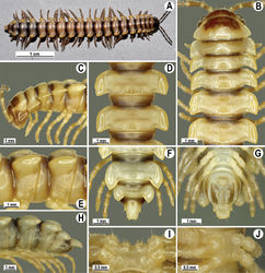 Figure 92. Orthomorpha insularis Pocock, 1895, ♂ from Krienkravia Waterfall. A habitus, live coloration B, C anterior part of body, dorsal and lateral views, respectively D, E segments 10 and 11, dorsal and lateral views, respectively F, G, H posterior part of body, dorsal, ventral and lateral views, respectively I, J sternal cones between coxae 4, subcaudal and sublateral views, respectively.