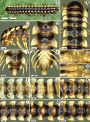 Figure 87. Orthomorpha lauta Golovatch, 1998, ♂ from Na Mueang Waterfall (A, L), ♂ from Tham Khao Panomwang (B–H, K, M, N), ♂ from Tham Sri Kesorn (I), ♂ from Bkit Pulau (J). A habitus, live coloration B, C anterior part of body, dorsal and lateral views, respectively D, I-N segments 10 and 11, dorsal views E, F posterior part of body, dorsal and ventral views, respectively G, H sternal cones between coxae 4, subcaudal and sublateral views, respectively.
