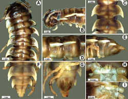 Figure 103. Orthomorpha subelevata sp. n., ♂ holotype. A, B anterior part of body, dorsal and lateral views, respectively C, D segments 10 and 11, dorsal and lateral views, respectively D, E, F posterior part of body, lateral, dorsal and ventral views, respectively H, I sternal cones between coxae 4, subcaudal and sublateral views, respectively.