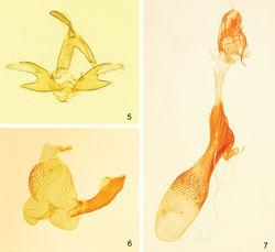 Figures 5–7. Zanclognatha dentata sp. n. genitalia. 5 male, NY: Hamilton Co., Indian Lake, McCabe diss. no. 1279. 6 aedeagus, same data. 7 female, NY: Franklin Co., Bloomingdale bog, McCabe diss. no. 4188.