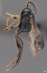 Figure 12. Decevania feitosai sp. n. Holotype, female. 10 habitus in lateral view. Scale in the figure.