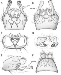 Figure 5. Acomoptera difficilis, male genitalia, illustrated: A gonopods, dorsal view [691261] B gonopods, ventral view [691262] C gonocoxites, with gonostyli removed, posterior view [691264] D gonostyli, posterior view [691265] E gonopods, lateral view [691263] F epandrium, dorsal view [691263]. Scale line = 0.1 mm. Abbreviations: gonst gonostylus hyp lobe hypandrial lobe.