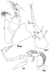 Figure 9. Dubinectes infirmus sp. n.Paratype immature female (ZMH 42970). Maxilliped with details, antennula, pereopod 1 and pereopod 6.