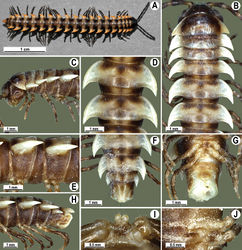 Figure 65. Orthomorpha pterygota Golovatch, 1998, ♂ from Kathu Waterfall (A), ♂ from Panwa Cape (B-J). A habitus, live coloration B, C anterior part of body, dorsal and lateral views, respectively D, E segments 10 and 11, dorsal and lateral views, respectively F, G, H posterior part of body, dorsal, ventral and lateral views, respectively I, J sternal cones between coxae 4, subcaudal and sublateral views, respectively.