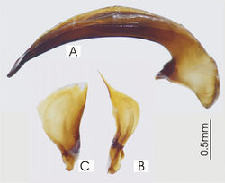 Figure 31. Male aedeagus of Abacophrastus megalops A right lateral view B right paramere C left paramere.