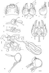 Figure 3. Acupalpa spp.: A Acupalpa notomelas sp. n., epandrium dorsal B gonocoxites, ventral C Acupalpa imitans (White), comb. n., gonocoxite, lateral D same, aedeagus, lateral E Acupalpa rostrata Kröber aedeagus, lateral F Acupalpa imitans, gonocoxites, epandrium removed and aedeagus in situ, dorsal G Acupalpa rostrata, female spermathecal sac complex, dorsal H Acupalpa melanophaeos sp. n., female head, lateral I Acupalpa rostrata, male head, anterolateral. Abbreviations: ag accessory gland c cercus d distiphallus da dorsal apodeme of parameral sheath ea ejaculatory apodeme f furca ga gonocoxal apodeme gp (articulated) gonocoxal process gs gonostylus gx gonocoxite h hypandriumgp gonocoxal process (articulated) lea lateral ejaculatory apodeme s spermatheca ss spermathecal sac ssd spermathecal sac duct va ventral apodeme of parameral sheath v velutum patch vl ventral lobe. Scale lines = 0.2 mm.