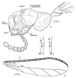 Figure 7. Details of Nanotermes isaacae Engel & Grimaldi, gen. et sp. n. (Tad-262). A Head (as preserved, showing preservational distortion), pronotum, and base of right forewing B Protarsus, pro-pretarsus, and extreme apex of protibia C Metatarsus, meta-pretarsus, and extreme apex of metatibia D Forewing (reconstructed from both wings). Detail enlargements in B and C not to same scale.