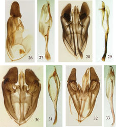 Figures 26–33. Male genitalia. Genital capsule ventral view; penis valve lateral view 26 Genital capsule, Pristiphora borneensis 27 Penis valve, Pristiphora borneensis 28 Genital capsule, Pristiphora chalybeata 29 Penis valve, Pristiphora chalybeata 30 Genital capsule, Pristiphora annetna 31 Penis valve, Pristiphora annetna 32 Genital capsule, Pristiphora ettera 33 Penis valve, Pristiphora ettera.