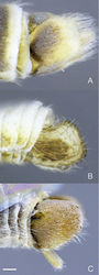 Figure 10. Heteromphrale spp., male terminalia: A Heteromphrale blanca sp. n., lateral view 579922 B Heteromphrale chilensis (Kröber), lateral view 579930 C Heteromphrale cyanops (Edwards), lateral view morphbank 579940. Scale line = 0.25 mm.