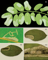 Figures 36–40. Leafmines of Macrosaccus robiniella on Robinia pseudoacacia. 36 Abaxial blotch mines, with kind permission of György Csóka 37 Early instar, abaxial serpentine mines, with kind permission of György Csóka 38 Abaxial blotch mine 39 Adaxial view of Fig. 38 40 Opened mine with 2 cocoons.