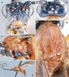 Figure 6. Crassomicrodus jalisciensis. Female a anterior view of head, arrow indicates a median pyramidal-shaped elevation b dorsal view of head, arrow indicates posterior surface of antennal sockets rugulose c lateral view of mesosoma, arrows indicate pronotum and subalar lobe separated from mesopleuron by wide groove d dorsal view of mesosoma e female habitus.