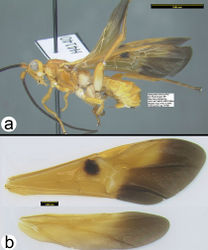 Figure 51. Gyrochus yunnanensis a lateral habitus b wings.