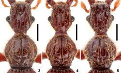 Figures 3–5. Head and pronotum of Intestinarius spp., male. 3 Intestinarius guangdongensis 4 Intestinarius kuzmini 5 Intestinarius longiceps. Scales: 0.3 mm.