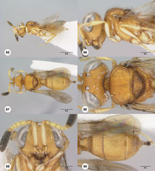Figures 85–90. 76Paridris teres sp. n., female holotype (OSUC 265237) 85 Lateral habitus86 Head and mesosoma, lateral view87 Dorsal habitus88 Head and mesosoma, dorsal view89 Head, anterior view90 Metasoma, dorsal view. Scale bars in millimeters.