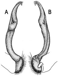 Figure 46. Orthomorpha rotundicollis Attems, 1937, ♂ syntype of Pratinus tuberculatus Attems 1937[1]. A, B right gonopod, lateral and mesal views, respectively.
