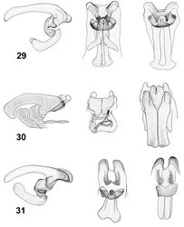 Figures 29–31. Internal sacs of aedeagi of Lilioceris species (lateral, frontal and dorsal views),29 Lilioceris thibetana 30 L. unicolor 31 Lilioceris yunnana.