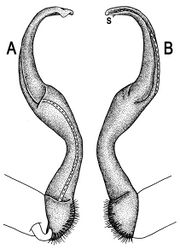 Figure 117. Orthomorphoides setosus (Attems, 1937), comb. n., ♂ syntype. A, B left gonopod, mesal and lateral views, respectively.