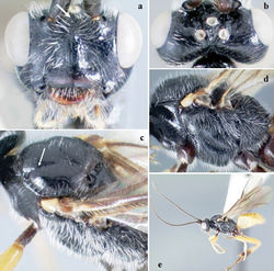 Figure 11. Crassomicrodus nigrithorax. Female a anterior view of head, arrows indicate a median transverse elevation with two weakly defined tubercles b dorsal view of head c dorsal view of mesosoma, arrow indicates notauli impressed d lateral view of mesosoma e female habitus.