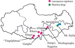 Figure 16. Xizang Autonomous Region, collecting localities of Rhantus fengi and Laccoporus nigritulus and notable geographic localities for orientation. Dingri = Te-ring (type locality of Laccoporus nigritulus); Gangba = Gompa; Jiangzi = Gyangtse (type locality of Laccoporus viator).