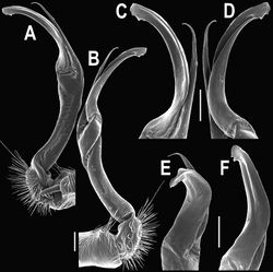 Figure 14. Orthomorpha tuberculifera sp. n., ♂ paratype from Khao Rup Chang. A, B right gonopod, mesal and lateral views, respectively C-F distal part of right gonopod, mesal, lateral, suboral and subcaudal views, respectively. Scale bar: 0.2 mm.