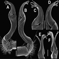 Figure 101. Orthomorpha elevata sp. n., ♂ holotype. A, B right gonopod, mesal and lateral views, respectively C-F distal part of right gonopod, mesal, lateral, suboral and subcaudal views, respectively. Scale bar: 0.2 mm.