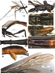 Figures 13–21. Stephanospathius benoiti sp. n. female 13 total view 14 mesosoma and coxae, lateral view 15 pronotum and mesoscutum 16 propodeum, hind coxa and femur and basal half of metasoma, lateral view 17 fore femur and tibia, inner view 18 first tergite, dorsal view 19 second and third tergites, dorsal view 20 apical part of metasoma with hypopygium, lateral view 21 fore and hind wings.