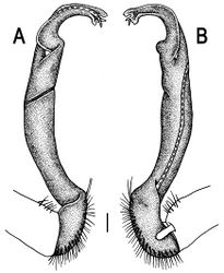 Figure 90. Orthomorpha lauta Golovatch, 1998, ♂ from Tham Khao Panomwang. A, B right gonopod, lateral and mesal views, respectively. Scale bar: 0.2 mm.
