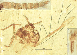 Figure 3. Rasnitsynaphis quadrata sp. n., PIN 3064/2279 (holotype): a flagellum of right antenna, dorsal view b body, ventral view c apical segment of rostrum.