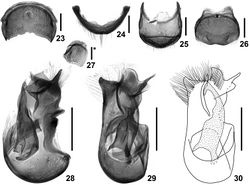 Figures 23–30. Details of Intestinarius kuzmini, male. 23 tergite VII 24 same, anterior view 25 tergite VIII 26 sternite VIII 27 sternite IX 28 aedeagus, lateral view 29–30 same, dorsal view. Scales: 0.2 mm (scale with ‘*’ = 0.1 mm).