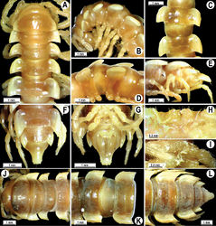 Figure 49. Orthomorpha tenuipes (Attems, 1898), ♂ lectotype (A–G), ♂ from Tjibodas (H, I), ♀ from Tjibodas (J–L). A, B, J anterior part of body, dorsal, lateral and dorsal views, respectively C, D, K segments 10 and 11, dorsal, lateral and dorsal views, respectively E–F, L posterior part of body, lateral, dorsal, ventral and dorsal views, respectively H, I sternal cones between coxae 4, subcaudal and sublateral views, respectively.