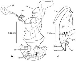 Figure 12. Meonochilus bellorum, ventral view A female reproductive tract B left female gonocoxite (see Table 1 for abbreviations).
