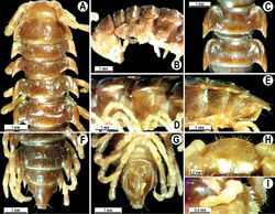 Figure 39. Orthomorpha unicolor Attems, 1930, ♂ holotype. A, B anterior part of body, dorsal and lateral views, respectively C, D segments 10 and 11, dorsal and lateral views, respectively E-F posterior part of body, lateral, dorsal and ventral views, respectively H, I sternal cones between coxae 4, subcaudal and sublateral views, respectively.