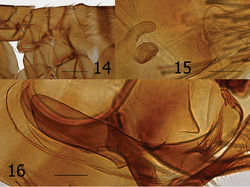 Figures 14–16. Ectinorus spiculatus sp. n. 14 Male, holotype, thorax and metepimeron 15 Female, allotype, spermatheca and bursa copulatrix 16 Male, holotype, aedeagus. Scale Fig. 14 = 200µ; Figs 15–16 = 100µ