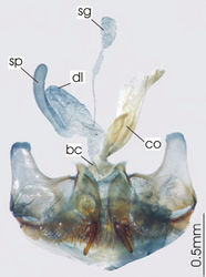 Figure 3. Female reproductive tract, ventral view. Platycaelus melliei. bc. bursa copulatrix, co. common oviduct, dl. dorsal lobe of bursa, sg. spermatheca gland sp. spermatheca.