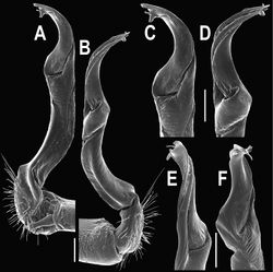 Figure 107. Orthomorpha similanensis sp. n., ♂ holotype. A, B right gonopod, mesal and lateral views, respectively C–F distal part of right gonopod, mesal, lateral, suboral and subcaudal views, respectively Scale bar: 0.2 mm.