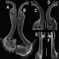 Figure 110. Orthomorpha spiniformis sp. n., ♂ paratype. A, B right gonopod, mesal and lateral views, respectively C-F distal part of right gonopod, mesal, lateral, suboral and subcaudal views, respectively. Scale bar: 0.2 mm.