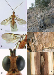 Figures 1–6. 1–3: Megalommum pistacivoraesp. n., holotype female. 1 habitus dorsal (scale line = 1 mm) 2 wings and metasoma dorsal 3 head anterior. 4–6: Old Pistacia khinjuk tree. 4 infested tree 5 old emergence holes of Calchaenesthes pistacivora 6 tunnel of Calchaenesthes pistacivora with closed cocoon of Megalommum pistacivorae.